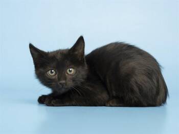 BETTY -  Domestic Short Hair Cat for Adoption in Phoenix, Arizona - BETTY | PetCurious