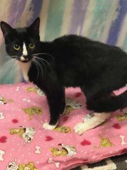 Rescue Domestic Short Hair Cats for Adoption in Reidsville, North Carolina - Gracie Belle | PetCurious