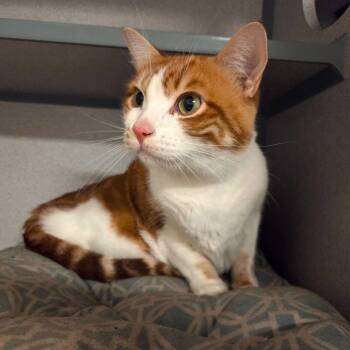 Domestic Short Hair Cats Available for Adoption in Port Charlotte, Florida - Mango | PetCurious
