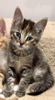 Meredith -  Domestic Short Hair Cat for Adoption in East Amherst, New York - Meredith | PetCurious