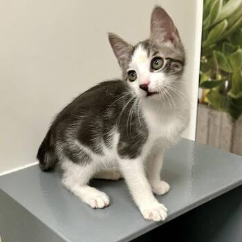 Hilton -  Domestic Short Hair Cat for Adoption in Richmond, Virginia - Hilton | PetCurious