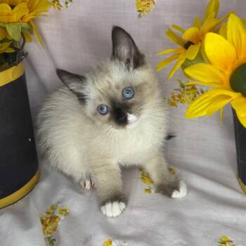 Siamese and Snowshoe Cats Available for Adoption in Mount Vernon, Illinois - Tang | PetCurious