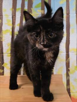 MOON -  Domestic Short Hair Cat for Adoption - MOON | PetCurious