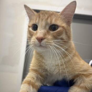 Fiyero -  Domestic Short Hair Cat for Adoption in Park City, Utah - Fiyero | PetCurious