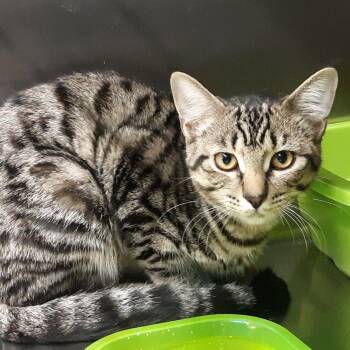 Stars -  Domestic Short Hair Cat for Adoption in Spokane, Washington - Stars | PetCurious