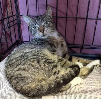 Domestic Short Hair Cats Available for Adoption - Cyrus | PetCurious