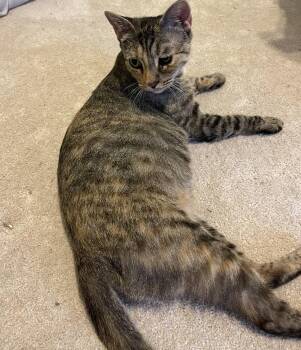 Athena -  Domestic Short Hair Cat for Adoption in Frisco, Texas - Athena | PetCurious