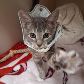 Magpie -  Domestic Short Hair Cat for Adoption in Philadelphia, Pennsylvania - Magpie | PetCurious