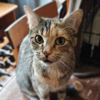 Rescue Domestic Short Hair Cats for Adoption in Shorewood, Illinois - Persephone | PetCurious