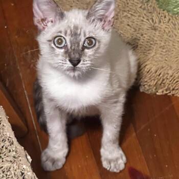 Blue -  Siamese and Domestic Short Hair Cat for Adoption in Houston, Texas - Blue | PetCurious