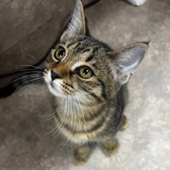 Cloud -  Domestic Short Hair Cat for Adoption in Birmingham, Alabama - Cloud | PetCurious