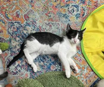 RIGATONI -  Domestic Short Hair Cat for Adoption in Southaven, Mississippi - RIGATONI | PetCurious