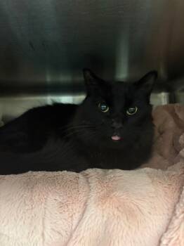 Rescue Domestic Long Hair Cats for Adoption in Fruit Heights, Utah - Stormy | PetCurious