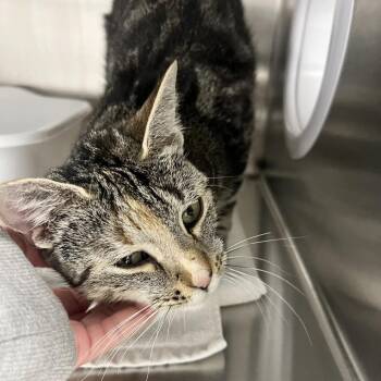 Missy -  Domestic Short Hair Cat for Adoption in Oneonta, New York - Missy | PetCurious