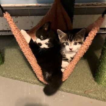 Esquire and Dandelion -  American Shorthair Cat for Adoption in Springfield, Massachusetts - Esquire And Dandelion | PetCurious