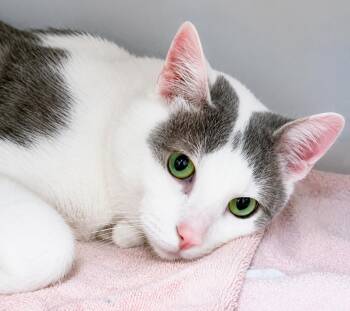 Tom Cat -  Domestic Short Hair Cat for Adoption in Great Neck, New York - Tom Cat | PetCurious