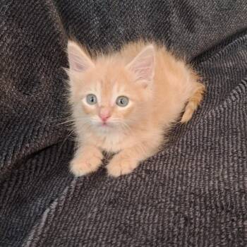PHOENIX - OUR WARRIOR (OUT OF TOWN) -  Tabby Cat Available for Adoption in New York, New York - PHOENIX - OUR WARRIOR (OUT OF TOWN) | PetCurious