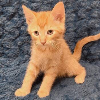 Sorbet -  Domestic Short Hair Cat for Adoption in Brighton, Missouri - Sorbet | PetCurious