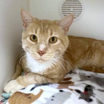 George -  Domestic Short Hair Cat for Adoption in Woodinville, Washington - George | PetCurious
