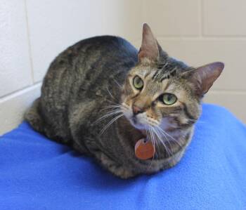 Domestic Short Hair and Tabby Cats Available for Adoption - Bullet - 43182 | PetCurious