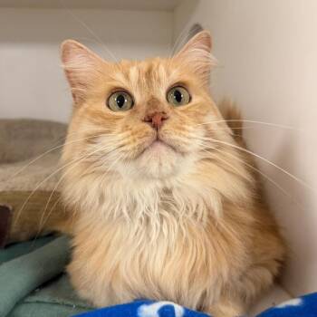 Cartman -  Domestic Long Hair Cat for Adoption in Stillwater, Oklahoma - Cartman | PetCurious