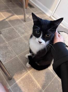 Cookie -  Domestic Short Hair Cat for Adoption in Crocker, Missouri - Cookie | PetCurious