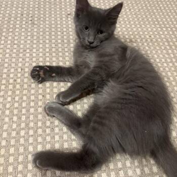 V -  Domestic Medium Hair Cat for Adoption in Richmond, Virginia - V | PetCurious
