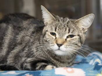 Domestic Short Hair Cats Available for Adoption in Phoenix, Arizona - SLINK | PetCurious