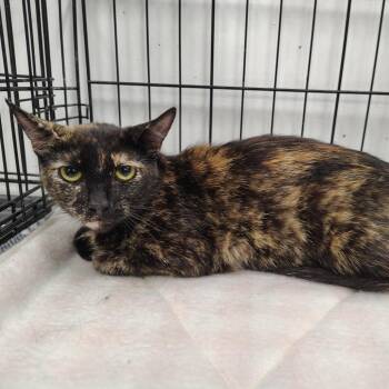 Speckles -  Domestic Short Hair Cat for Adoption in Coos Bay, Oregon - Speckles | PetCurious