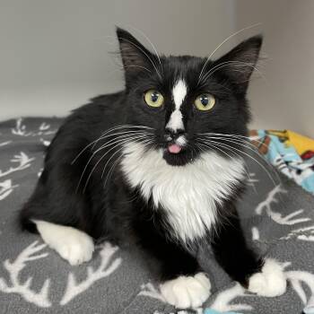 Rescue Domestic Long Hair and Tuxedo Cats for Adoption in Hollister, California - Sweet Pea | PetCurious