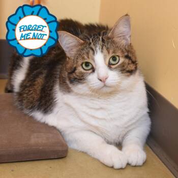 Domestic Short Hair Cats Available for Adoption - Razor Scooter | PetCurious