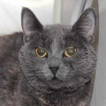 Domestic Short Hair Cats Available for Adoption in Des Moines, Iowa - Trixie -- Bonded Buddies With Dixie | PetCurious