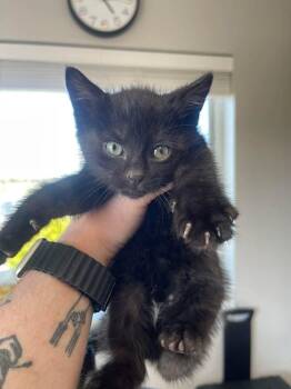 Domestic Short Hair Cats Available for Adoption in Bolivar, Missouri - Drainpipe | PetCurious