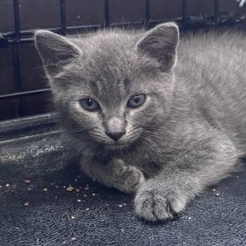 Serrano -  Domestic Short Hair Cat for Adoption in Danbury, Connecticut - Serrano | PetCurious