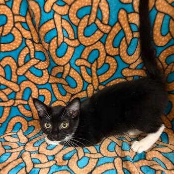 Michelle -  Domestic Short Hair Cat for Adoption in Newberg, Oregon - Michelle | PetCurious