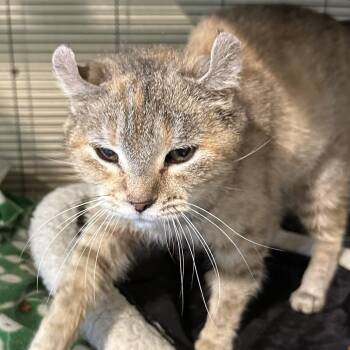 American Curl and Domestic Short Hair Cats Available for Adoption in Grantsville, Utah - Edna | PetCurious
