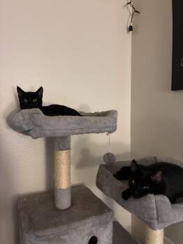 Rescue Domestic Medium Hair Cats for Adoption - Moon & Galaxy | PetCurious