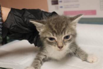 BENTLY -  Domestic Short Hair Cat for Adoption in Columbia, South Carolina - BENTLY | PetCurious