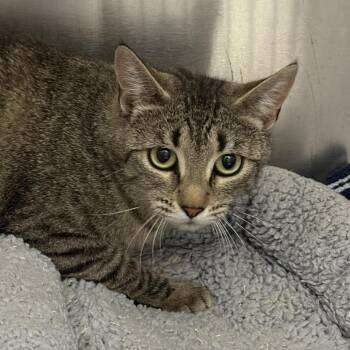 Dakota -  Domestic Short Hair Cat for Adoption in Salt Lake City, Utah - Dakota | PetCurious