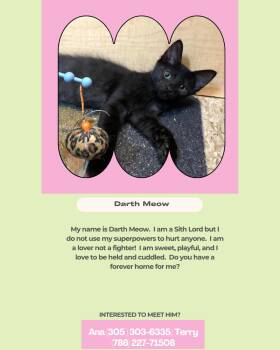 Darth meow -  Domestic Short Hair Cat for Adoption in Coral Gables, Florida - Darth Meow | PetCurious