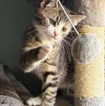 Don -  Domestic Short Hair Cat Available for Adoption in Lebanon, Pennsylvania - Don | PetCurious