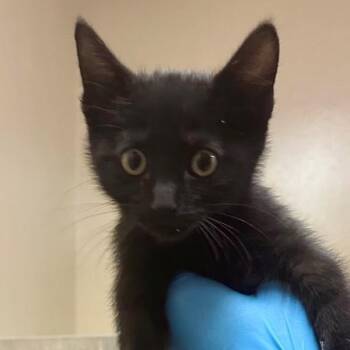 Melrose -  Domestic Short Hair Cat for Adoption in Walnut Creek, California - Melrose | PetCurious