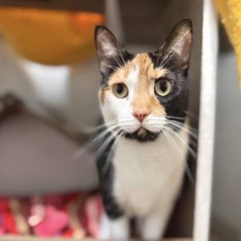 Tiki - at Petsmart Madison East -  Domestic Short Hair Cat for Adoption in Madison, Wisconsin - Tiki - At Petsmart Madison East | PetCurious