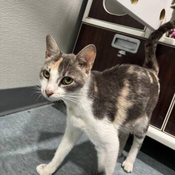 MATCHA -  Domestic Short Hair Cat for Adoption in Kyle, Texas - MATCHA | PetCurious