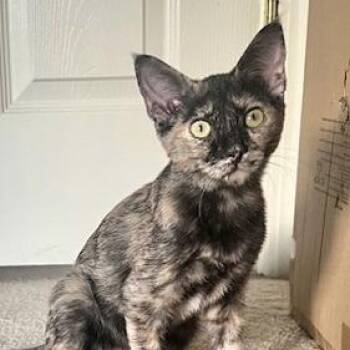 Rescue Tabby Cats for Adoption in Sacramento, California - Daisy & Lola (bonded Pair) | PetCurious