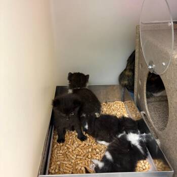 Winston -  Domestic Short Hair Cat for Adoption in Harrisonburg, Virginia - Winston | PetCurious