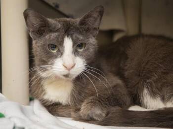 Domestic Short Hair Cats Available for Adoption in Phoenix, Arizona - FLOWER | PetCurious