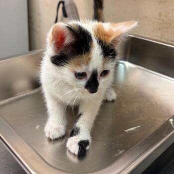 Domestic Short Hair Cats Available for Adoption - Solana | PetCurious