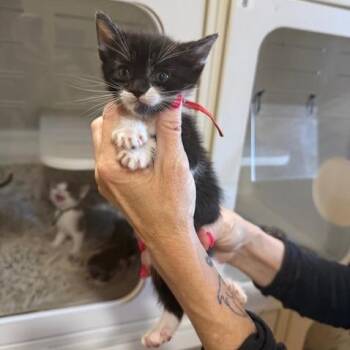 Domestic Short Hair Cats Available for Adoption - Susie Belle | PetCurious