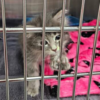 Domestic Medium Hair Cats Available for Adoption in Montgomery, Alabama - Echo | PetCurious